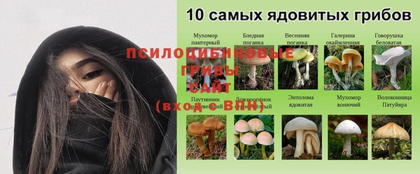 амф Гусев